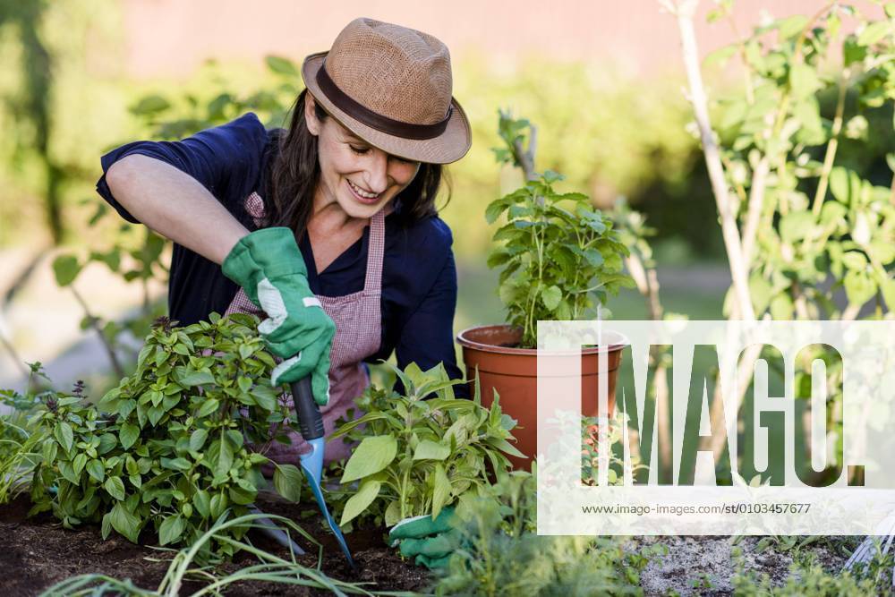 Woman doing gardening on a raised bed, Germany, Europe