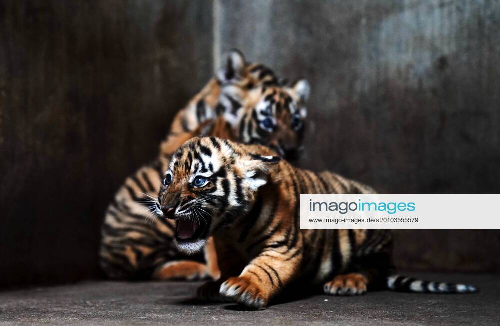 (200828) -- SHANGHAI, Aug. 28, 2020 -- South China Tiger cubs are seen at Shanghai Zoo in east China s Shanghai, Aug. 28, 2020. The zoo has launched a naming campaign among the public to name the four female tiger cubs which were born on July 4, 2020. ) CHINA-SHANGHAI-ZOO-TIGER CUBS (CN) ZhangxJiansong