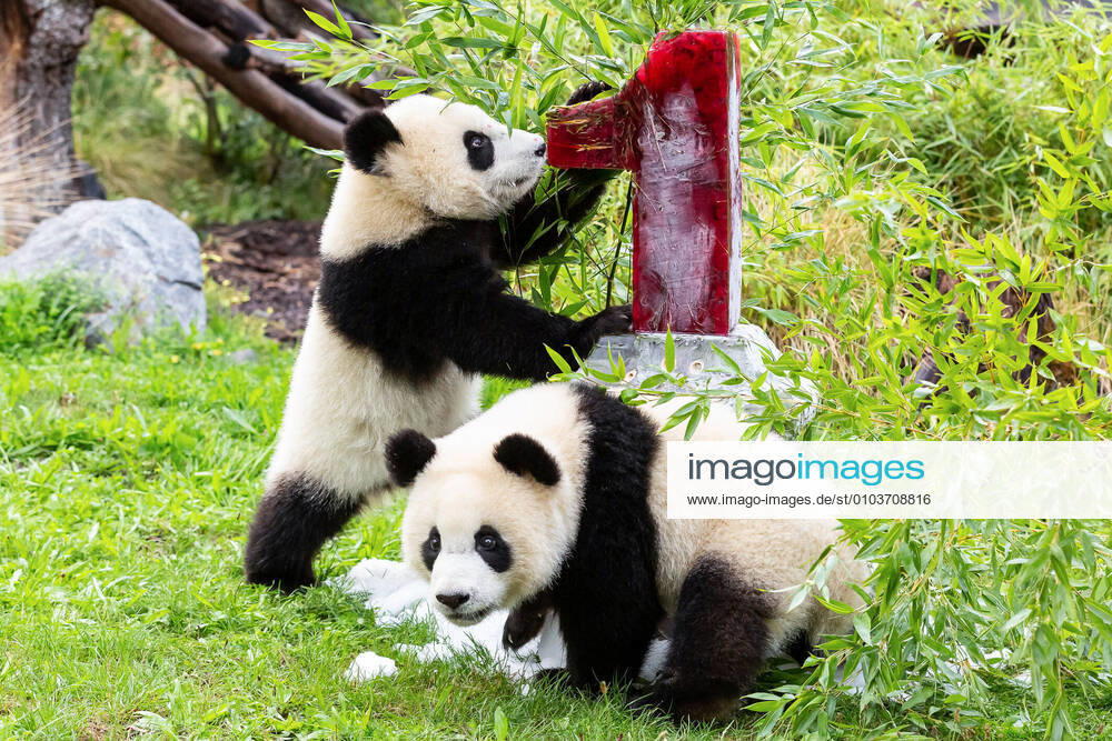 (200831) -- BERLIN, Aug. 31, 2020 -- Giant panda twins Meng Xiang and Meng Yuan are seen near their birthday cake at Berlin Zoo in Berlin, capital of Germany, Aug. 31, 2020. The giant panda twins Meng Xiang and Meng Yuan, which were the first-ever twin giant pandas born in Germany, celebrated their first birthday at the zoo on Monday. (Berlin Zoo Handout via Xinhua) FOR GERMANY-BERLIN-GIANT PANDA TWINS-1ST BIRTHDAY CELEBRATION ShanxYuqi