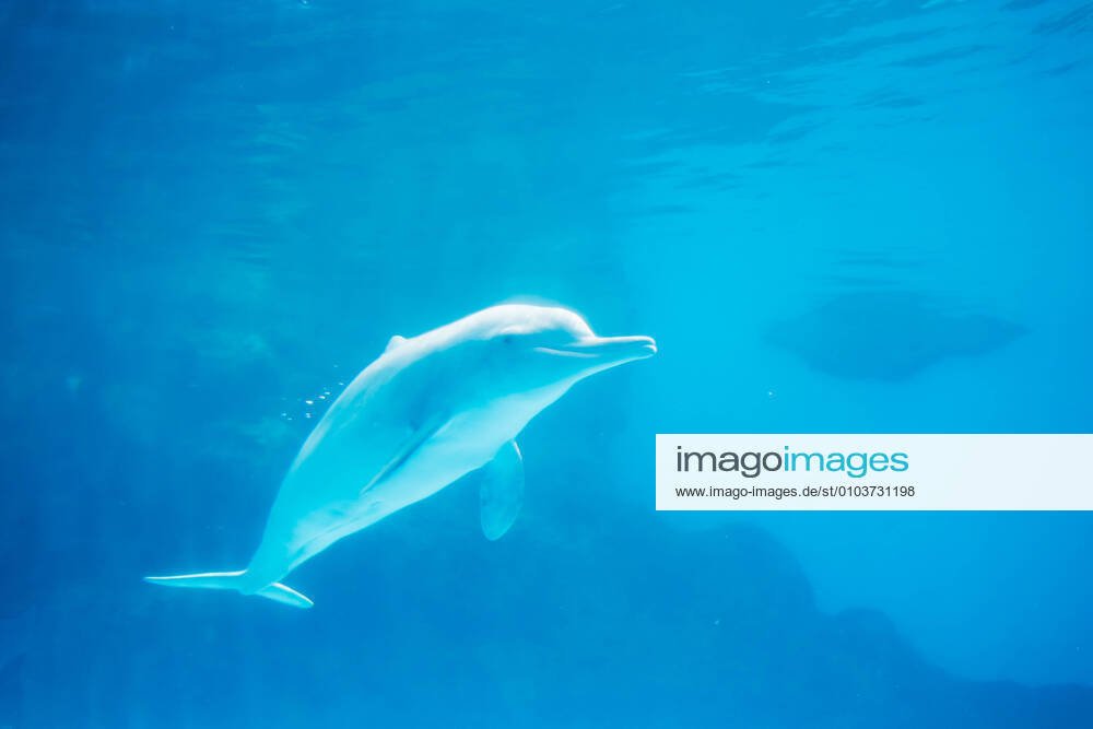 Chinese white dolphin 690467798788866078