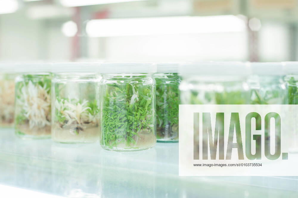 IMAGO Creative: Corporate: Klimaschutz, Digitalisierung und Urbanisierung IMAGO Creative: Klimawandel - Zukunft und Innovation The culture bottle in the agricultural science lab. 694704775437352986