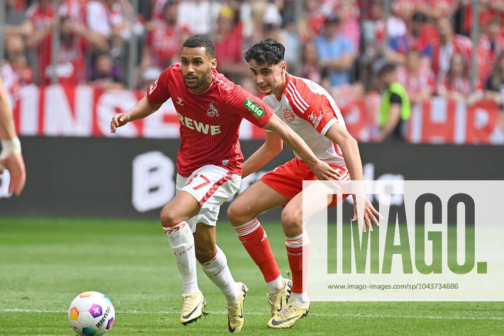 Aleksandar PAVLOVIC Bayern Muenchen action,duel against Linton MAINA 1 FC Koeln Football 1 Bundesliga Season 2023 2024, 29 Matchday, Matchday29, FC Bayern Muenchen 1 FC Koeln 2 0, on 12 04 2024 , A L L I A N Z A R E N A