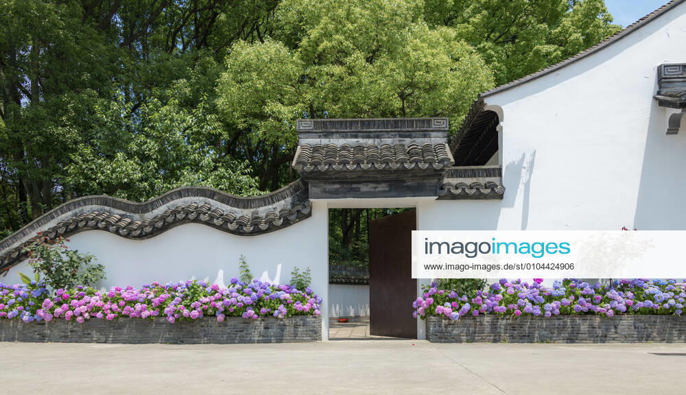 Hydrangeas under the corner of Drunk Baichi Park in Shanghai, China 752963103413108837