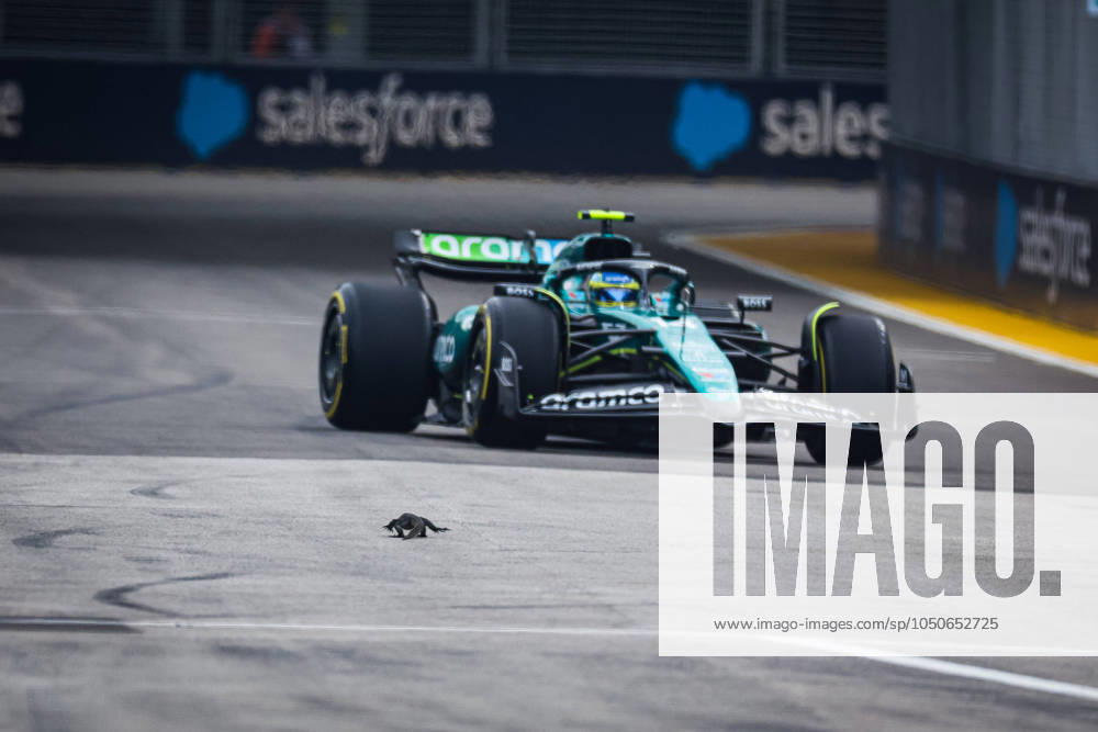 KW38 A lizard on the track while FP3 is underway with ALONSO Fernando (spa), Aston Martin F1 Team AMR24, in the background, during the Formula 1 Singapore Grand Prix 2024, 18th round of the 2024 Formula One World Championship, WM, Weltmeisterschaft from September 20 to 22, 2024 on the Marina Bay Circuit, in Singapore, Singapore - F1 - SINGAPORE GRAND PRIX 2024 DPPI Panoramic 240921_R18_SINGAPORE_DP_FGDN7747