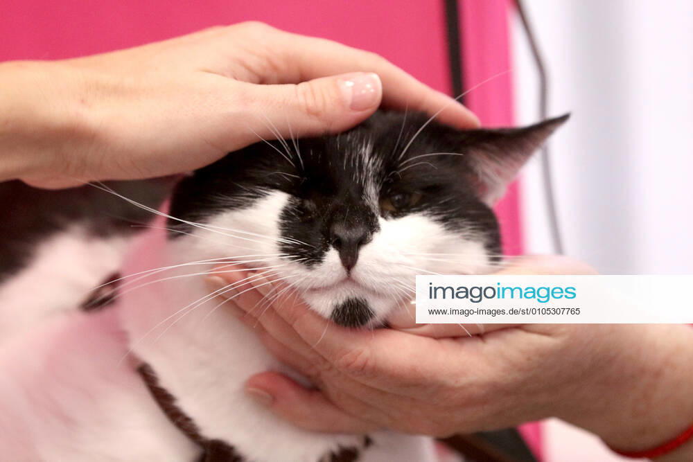 Visitors stroke a cat during an adoption event held for stray pets in the Kub exhibition area at the Flacon Design Factory. Alexander Shcherbak TASS TS0E9AE2