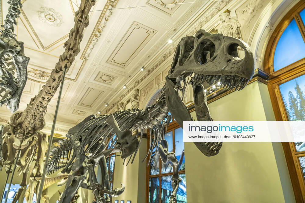 Dinosaur Hall Dinosaur skeleton in the Dinosaur Hall of the Natural History Museum Vienna, Austria, Europe Dinosaur skeleton, Natural History Museum, Vienna, Austria, Europe