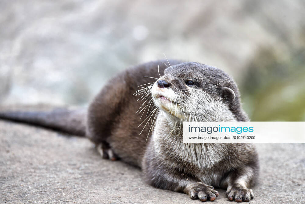 An Asian Small-clawed Otter seen at Paradise Wildlife Park in Broxbourne, Hertfordshire. Hertfordshire United Kingdom - ZUMAs197 20201018_zaa_s197_349