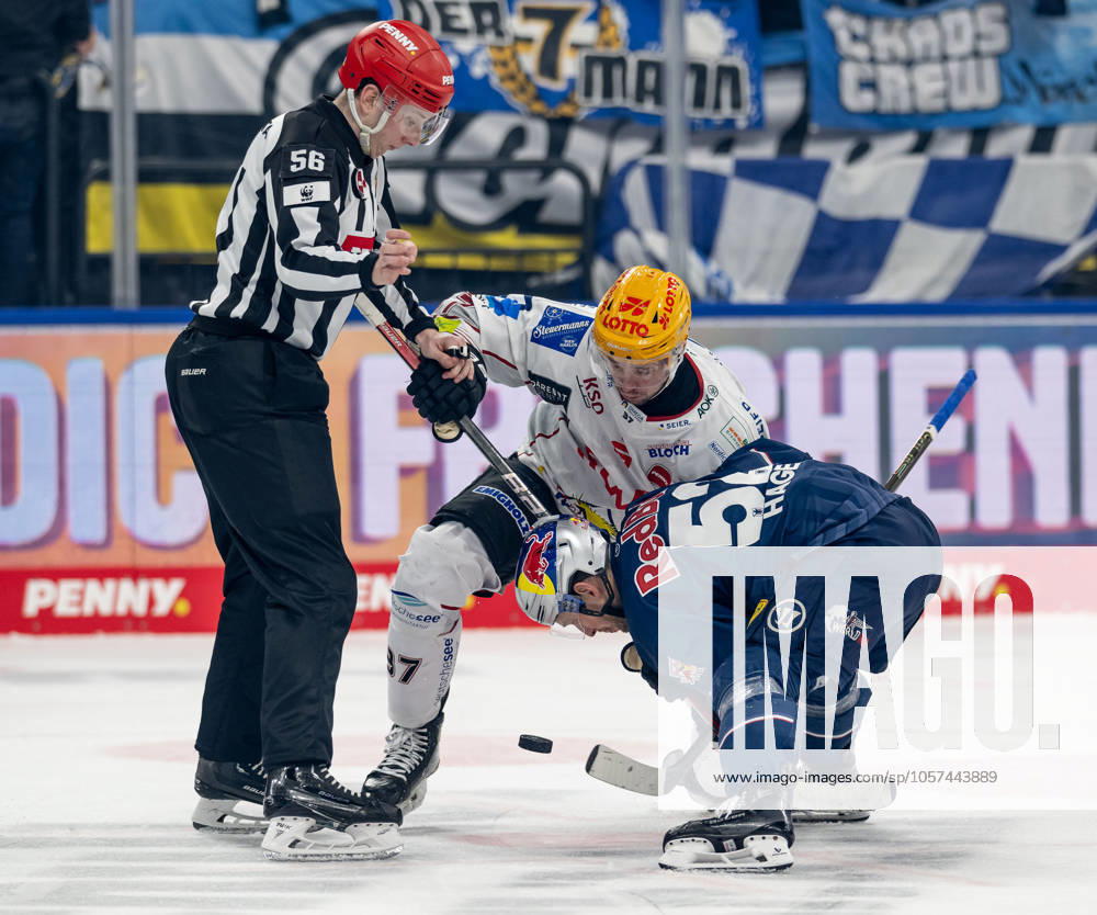 Linesman Yannik Koziol executes a faceoff between Markus Vikingstad Fischtown Pinguins Bremerhaven, 37 and Patrick Hager EHC Red Bull Muenchen, 52 GER, EHC Red Bull Muenchen vs Fischtown Pinguins Bremerhaven, Ice Hockey, DEL, 35 Matchday, Season 2024 2025, 10 01 2025 GER, EHC Red Bull Muenchen vs Fischtown Pinguins Bremerhaven, Ice Hockey, DEL, 35 Matchday, Season 2024 2025, 10 01 2025 Muenchen