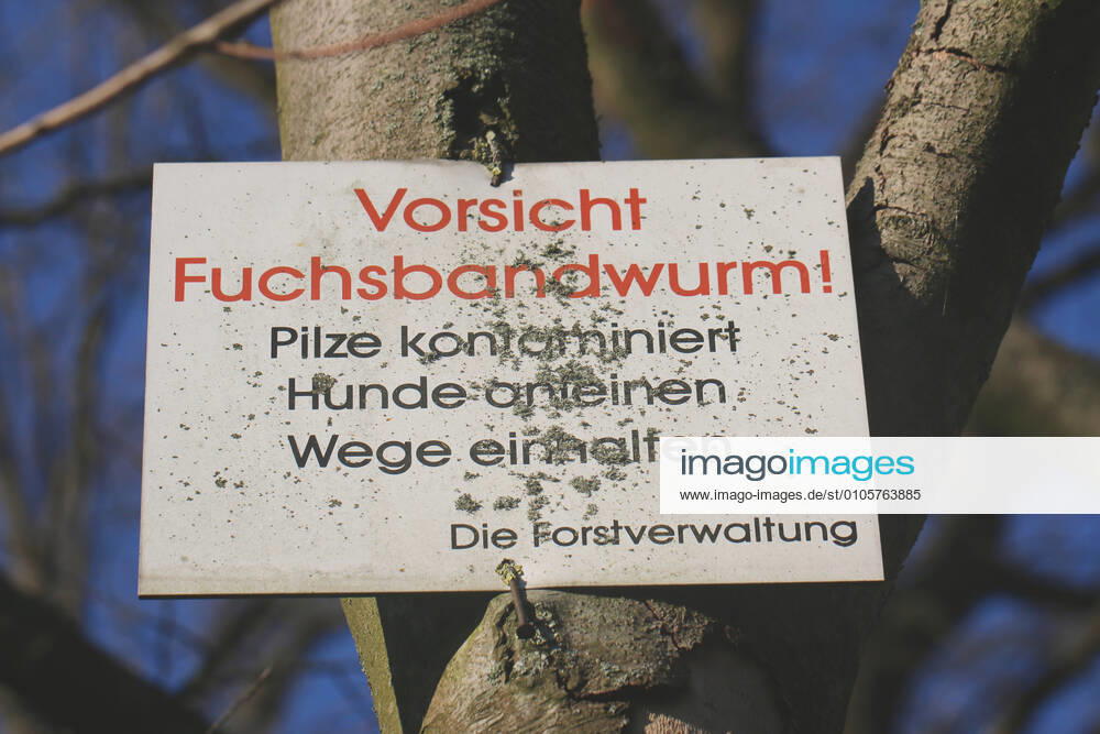 Small fox tapeworm Echinococcus multilocularis , warning sign in a forest caution Fox tapeworm, Germany lesser fox tapeworm, alveolar hydatid tapeworm Echinococcus multilocularis , warning sign in a forest caution, fox tapeworm, Germany BLWS628084