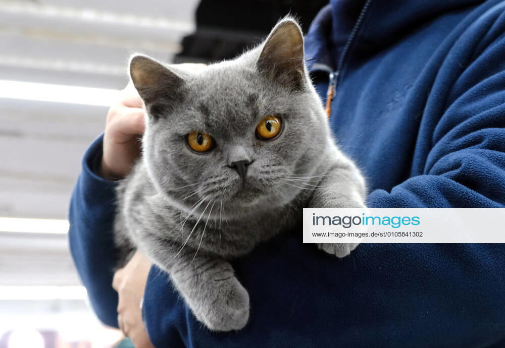 A cat is seen during a cat competition as part of the 5th Northeast Asia (Shenyang) Pet Products Exhibition at Liaoning Industrial Exhibition Hall on October 24, 2020 in Shenyang, Liaoning Province of China.