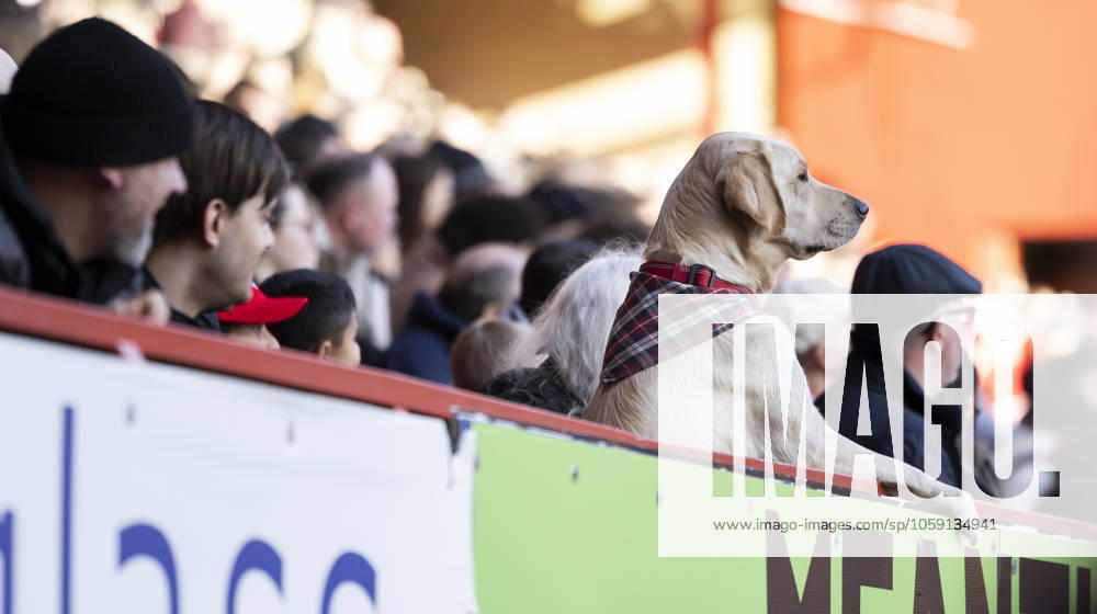 KW08 Charlton Athletic v Exeter City Sky Bet League 1 A Labrador watches on during the Sky Bet League 1 match between Charlton Athletic and Exeter City at The Valley, London UK Newspapers OUT