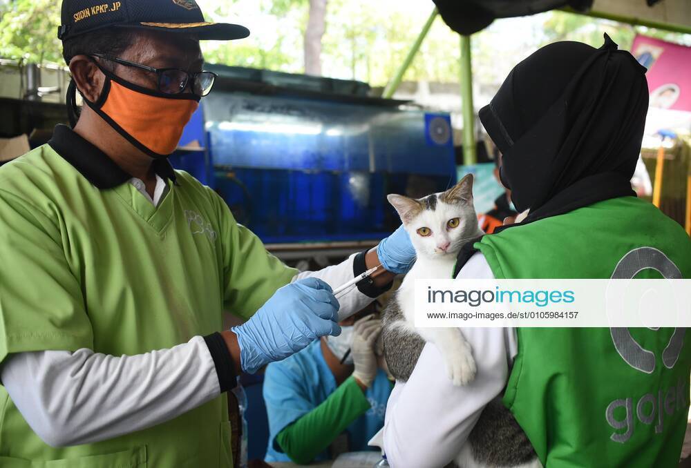 (201103) -- JAKARTA, Nov. 3, 2020 -- A pet cat receives a free rabies vaccine in Jakarta, Indonesia, Nov. 3, 2020. Dozens of pets have received free rabies vaccination implemented by local government. (Photo by Xinhua) INDONESIA-JAKARTA-PET-FREE VACCINE Zulkarnain