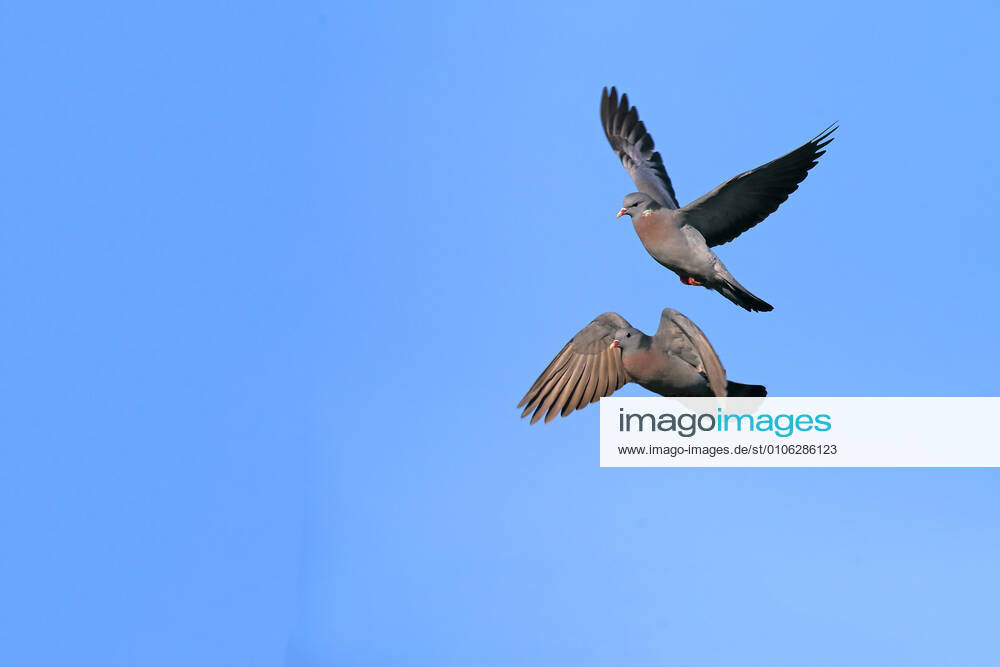 Stock dove, Hollow dove Columba oenas , Aggressive flight of two males, Netherlands, Friesland stock pigeon Columba oenas , aggressive flight of two males, Netherlands, Frisia BLWS632350