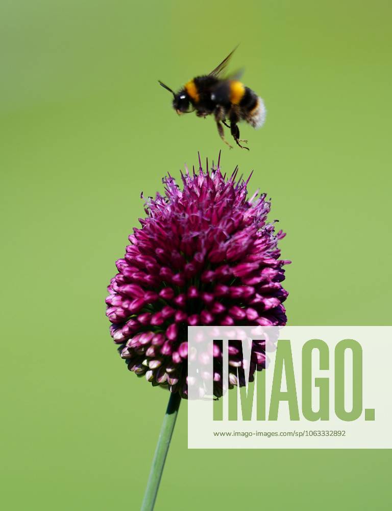 A bumble bee on the hunt for Wimbledon nectar Wimbledon Tennis Championships, Sunday Practice, The All England Lawn Tennis and Croquet Club, London, UK - 29 Jun 2025London The All England Lawn Tennis and United Kingdom