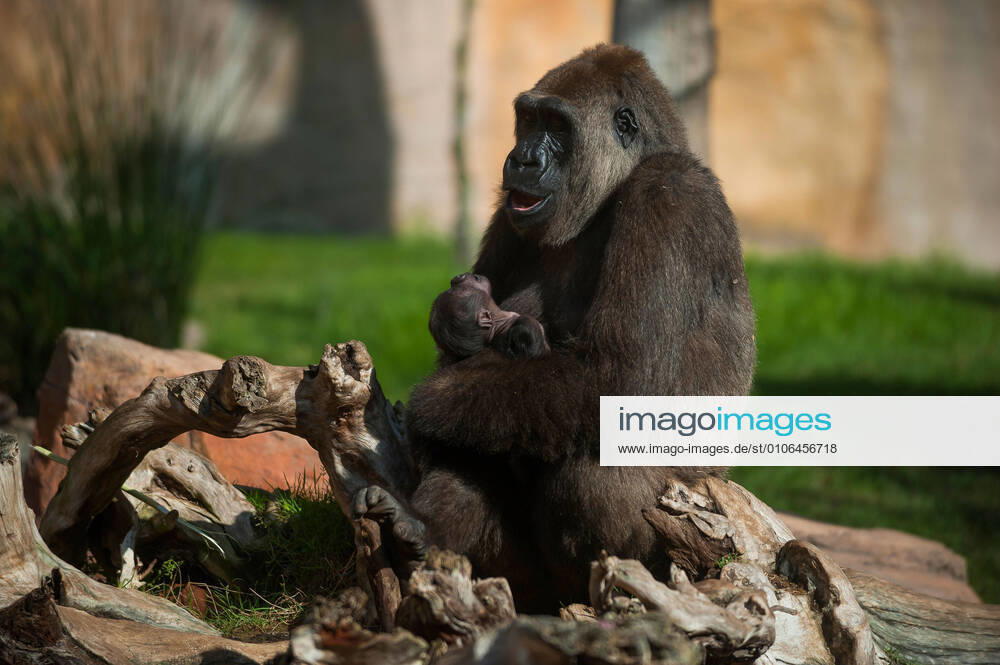 A newborn male gorilla is seen with his mother Buu inside their enclosure at Bioparc Fuengirola, ..The birth of this male gorilla during the night of 7 November, supposes a landmark for the preservation of gorillas in Andalusia outside their natural habitats. Since 2004, Bioparc Fuengirola forms part of the European program for the conservation of gorillas after to accept a breeding group of gorillas. At present, Bioparc has four adult gorillas Malaga Spain - ZUMAs197 20201113_zaa_s197_047