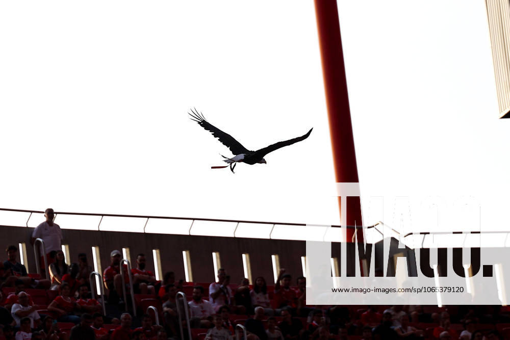 Portugal, Lisbon 2025 08 12 Second leg Third qualifying round Uefa Champions League 2025 26 , S L Benfica OGC Nice v l , Eagle Ãguia Vitoria the mascot of Benfica Lisbon flies in the stadium