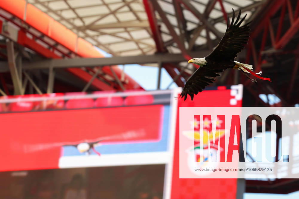 Portugal, Lisbon 2025 08 12 Second leg Third qualifying round Uefa Champions League 2025 26 , S L Benfica OGC Nice v l , Eagle Ãguia Vitoria the mascot of Benfica Lisbon flies in the stadium