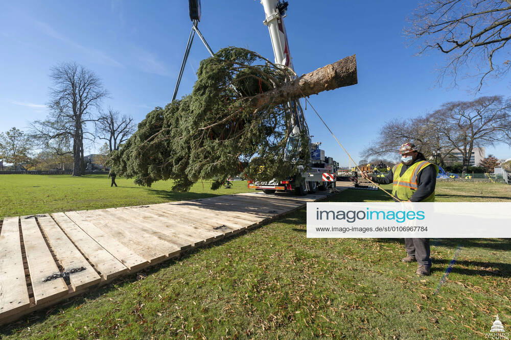 A crane lifts the U.S. Capitol Christmas tree into position on the West Lawn of the Capitol grounds November 20, 2020 in Washington DC. The Christmas tree is a 55-foot Engelmann spruce harvested from the Gunnison National Forest in Colorado. Washington United States of America - ZUMAp138 20201120_zaa_p138_010