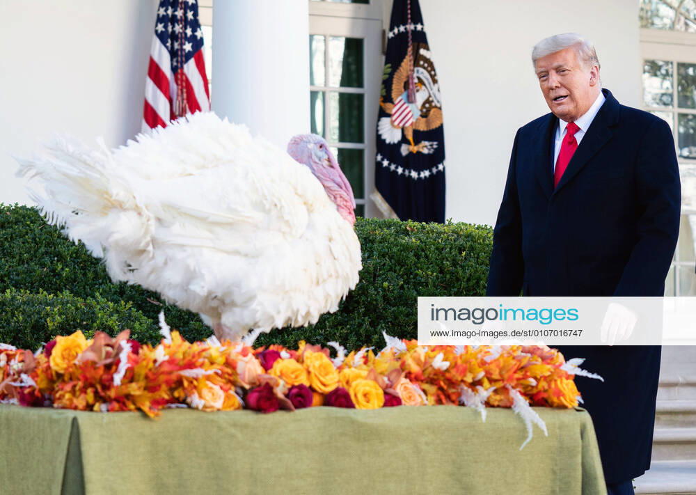 United States President Donald J. Trump, pardons Corn, the National Thanksgiving Turkey, during a ceremony in the Rose Garden at the White House on Tuesday, November 24, 2020 Washington USA - ZUMAs152 20201124_zaa_s152_045