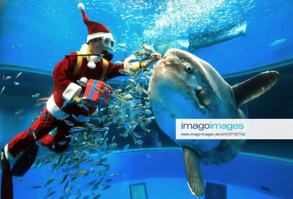 Yokohama, Japan - A diver in Santa costume feeds to a sunfish in a large fishtank as a part of Christmas event at the Hakkeijima Sea Paradise aquarium in Yokohama, suburban Tokyo on Saturday, November 28, 2020. The show will be held daily to attract visitors through Christmas Day. (149012436)
