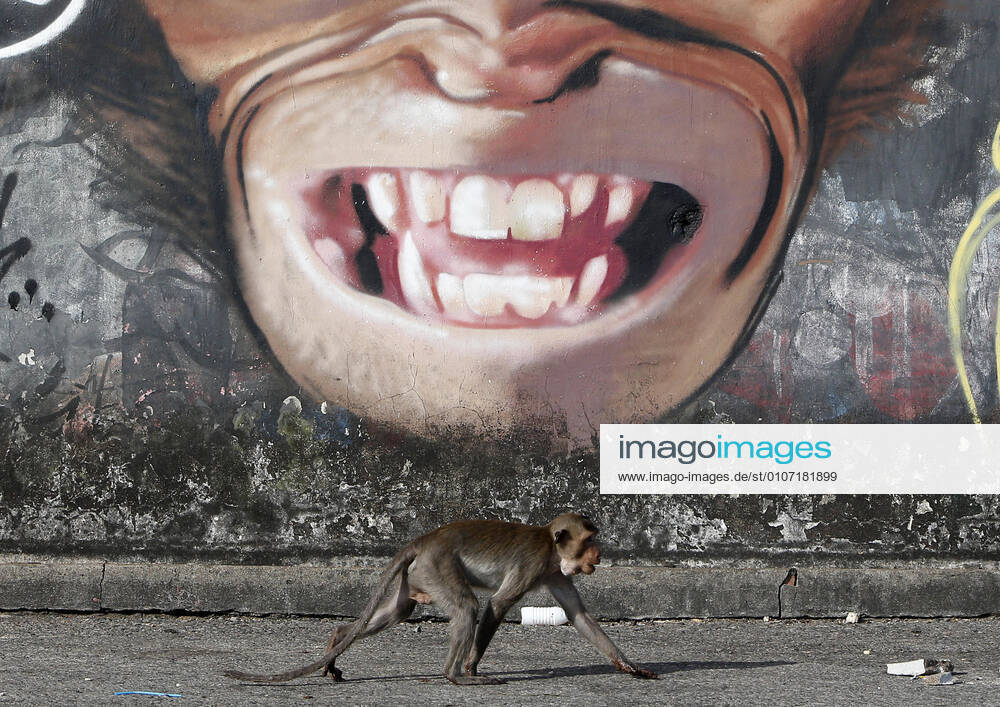 A graffiti of a monkey on a wall during the 32nd annual Monkey Party Festival, in Lopburi province, north of Bangkok, Lopburi Thailand - ZUMAs197 20201129_zaa_s197_015