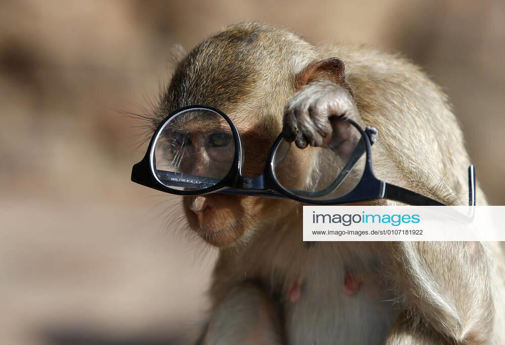 A monkey watching through glasses during the 32nd annual Monkey Party Festival, at the Phra Prang Sam Yot temple in Lopburi province, north of Bangkok. Lopburi Thailand - ZUMAs197 20201129_zaa_s197_019