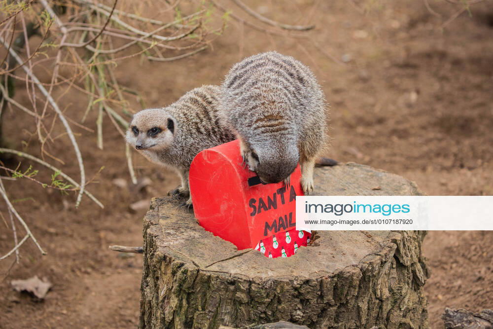 Meerkats at ZSL London Zoo posted their Christmas wishlist to Santa today (Mon 30 November), after zookeepers gifted the mob a miniature mailbox with their favourite crickets hidden inside. As they prepare to reopen this Wednesday (2 December) the charity zoo is calling on the public to book tickets to visit, safe in the knowledge that the zoo is the perfect outdoor location for a festive day out this December. Zookeeper Luke Taylor said: All the meerkats want for Christmas is for people to visit the zoo this December because booking a ticket will support the expert care of our 20,000 animals during this difficult time, and ZSL?s global science and conservation work. Being closed for a combined total of 15 weeks so far this y