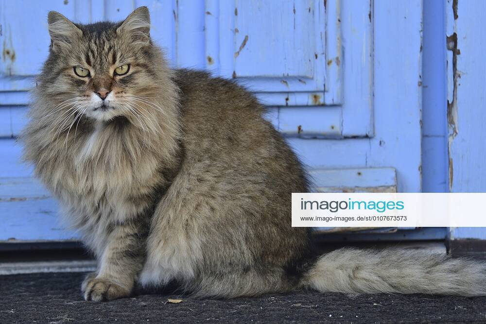 Pussycat waiting at the front door to be let inside. Monterey US - ZUMAm225 20201207_zap_m225_003