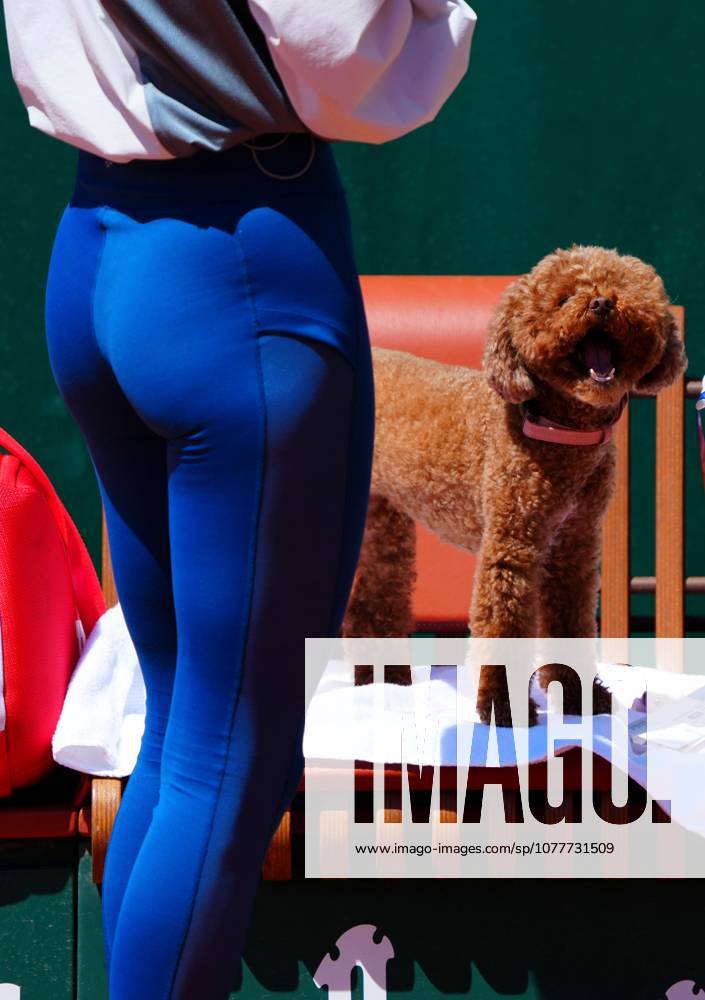 The toy poodle of Anastasia Potapova attends her training session with Emma Raducanu French Open Tennis, Friday Previews, Qualifying and Practice, Tennis, Roland Garros, Paris, France - 22 May 2026Paris Roland Garros France