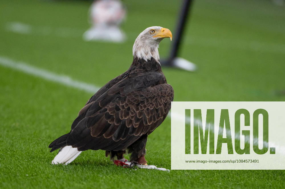 A bald eagle stands on the pitch at Estadio da Luz during the UEFA Europa League league phase matchday two event between SL Benfica and Celtic FC in Lisbon, Portugal, on October 15, 2026. SL Benfica V Celtic FC - UEFA Europa League, Lisbon, Portugal - ZUMAr238 20261015_zip_r238_011