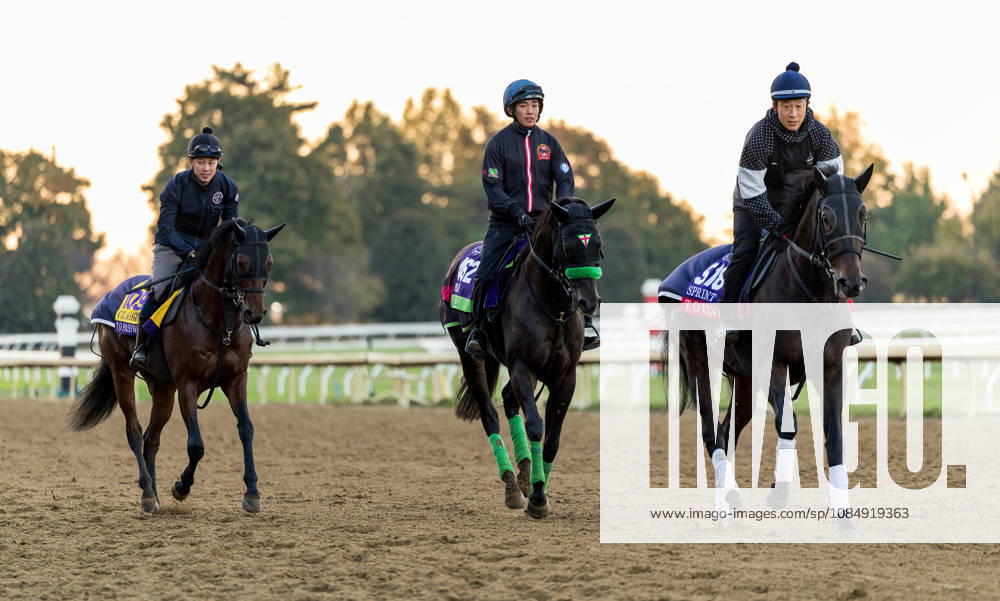 T O Password (outside), Lugal (middle) and T O Elvis exercises in preparation for the Breeders Cup during Bank of America Valley View S Day on October 23, 2026. Candice Chavez Eclipse Sportswire CSM HORSE RACING 2026: Bank Of America Valley View S Day Keeneland OCT 23 - ZUMAcs17 20261023_faf_cs17_021