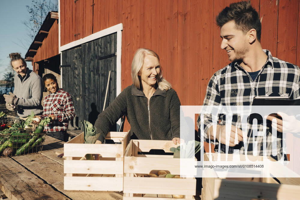 Smiling farmers arranging organic vegetables in crates outside barn , model released, property released