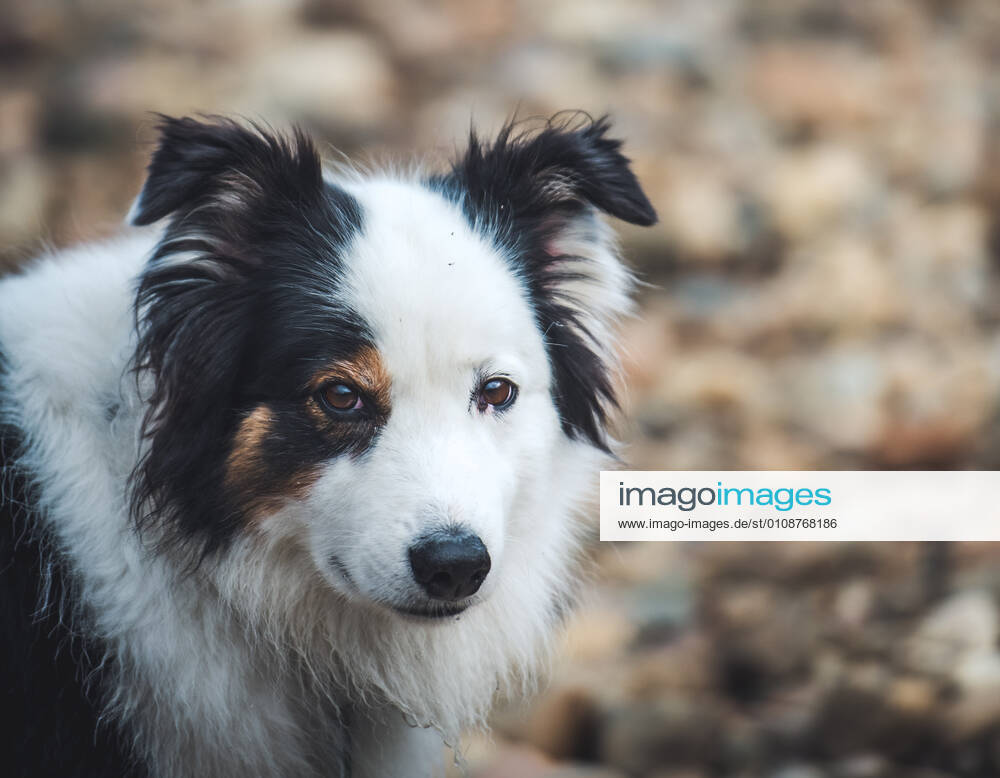 A close up shot of a wet australian shepherd?s face Shelburne, NH, United States CR_BRDO201216B-581888-01