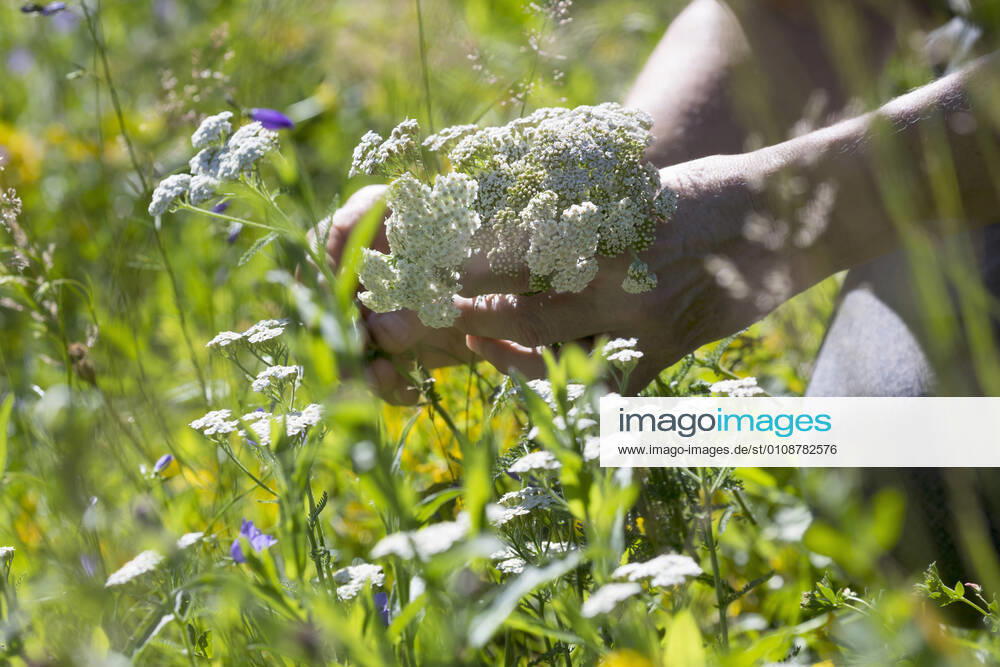 Meadow yarrow, meadow yarrow, common yarrow, common yarrow Achillea millefolium , yarrow harvest, blooming yarrow is picked, Germany common yarrow, milfoil Achillea millefolium , yarrow harvest, blooming yarrow is picked, Germany BLWS635186