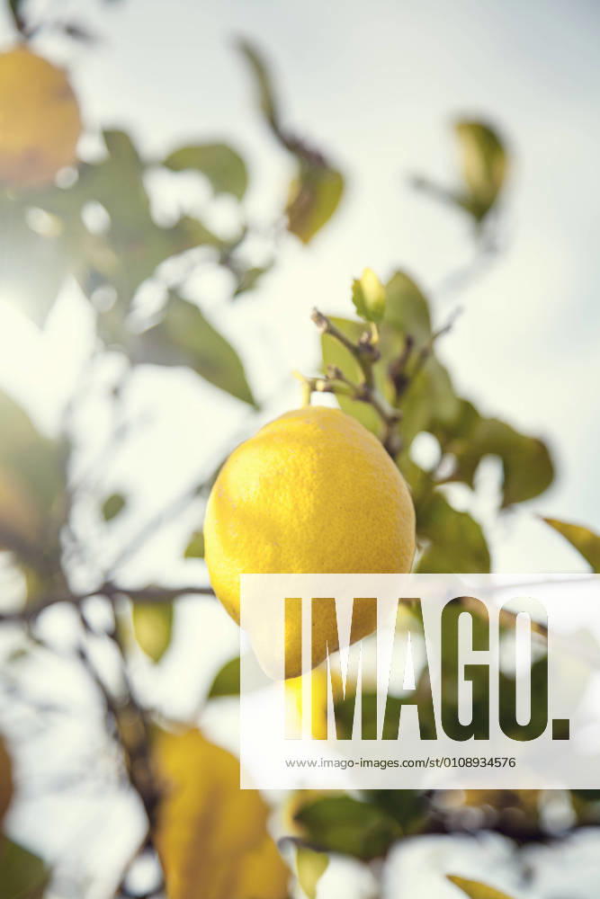 Lemon growing on lemon tree AJOF00670