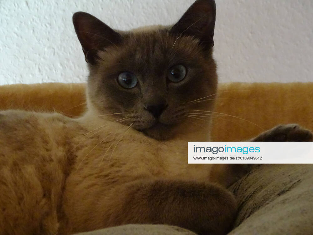 Moori and his stern look the camera is not afraid of him furry nose Moori stern look