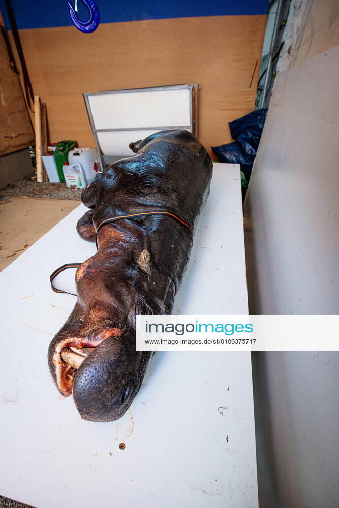 , Taxidermist Ralf Nowack prepares a pygmy hippopotamus from Pilsen Czech Republic In the picture The frozen pygmy hippopotamus from Pilsen Zoo thawing out