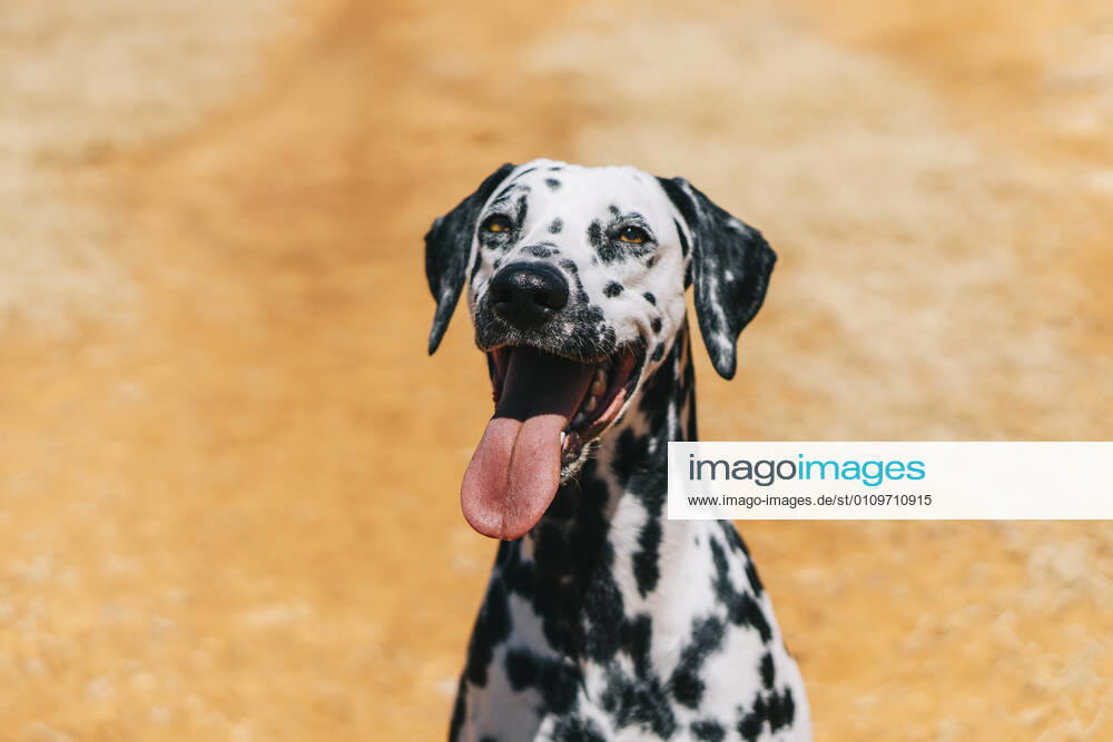 Dalmatian dog sticking out tongue while sitting on field property released ABAYF00009
