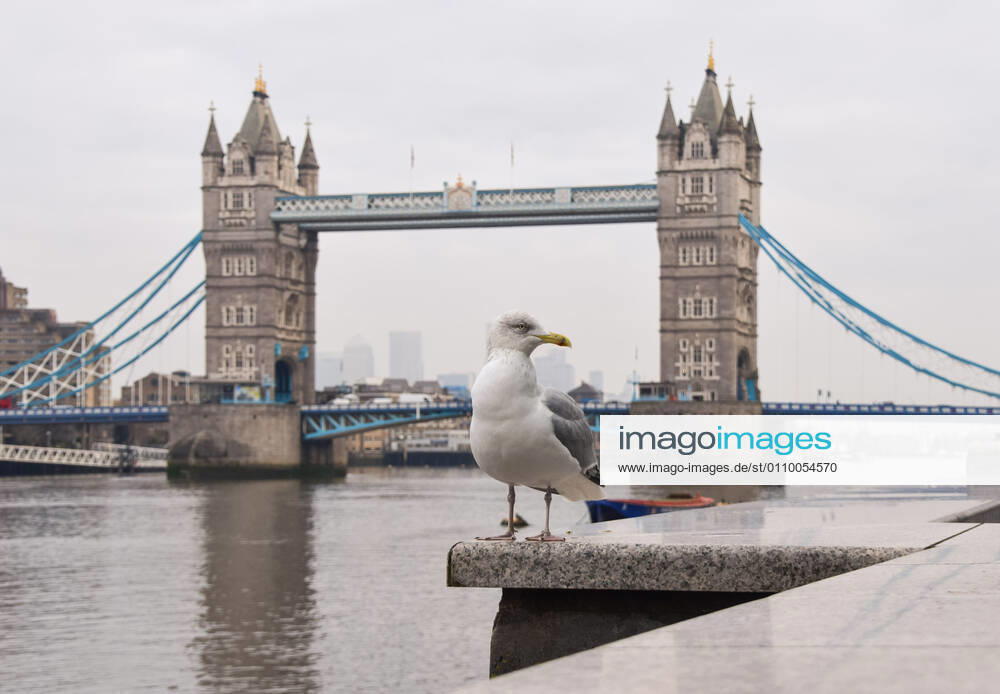 A seagull poses for a photo next to Tower Bridge, London..England remains under lockdown as the government battles to keep the coronavirus pandemic under control. London United Kingdom - ZUMAs197 20210115_zab_s197_006