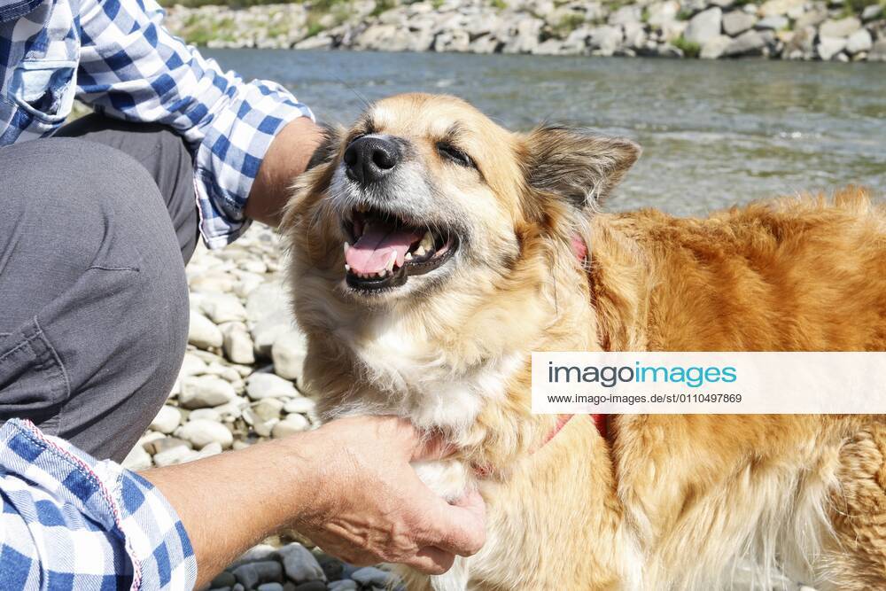Dog is panting at the beach, it s too hot for him. Summer time BEW1DA3F5A1