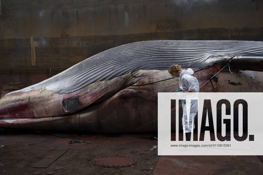 Dissected dead Whale in Naples The first dissections on the carcass of the whale found dead last Thursday in the waters of the port of Sorrento are underway in the port of Naples. The examinations will provide further clarification on the death. This is what Raffaele di Palma reports to ANSA, which takes care of the communication of the Amp (Marine Protected Area) Punta Campanella between the Sorrento and Amalfi coasts. A first hypothesis has it that the animal was killed by a virus, the so-called whale measles. The length of the mammal, a fin whale that could be a hybrid between the two most frequent races in the Mediterranean, is 19.85 meters, a measure that, pending a final confirmation, would make it the largest fin whale ever recorded