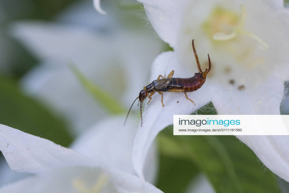 Common earwig, European earwig Forficula auricularia , male with long abdominal pincers, Germany BLWS636866