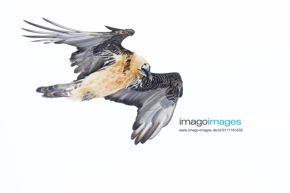 Bearded Vulture Gypaetus barbatus , adult in flight over snow covered Alps, Switzerland Lammergeier, Bearded Vulture Gypaetus barbatus , adult in flight over snow covered Alps, Switzerland BLWS636974