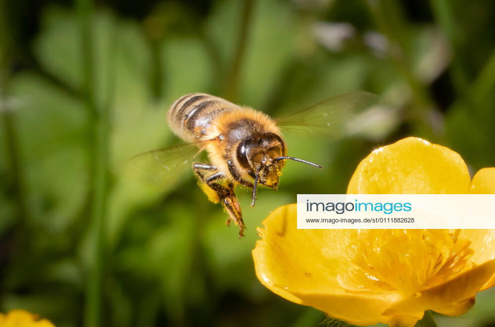 Biene, die auf eine gelbe Dotterblume zufliegt Makro-Nahaufnahme in Bewegungsaufnahme einer Biene, Flügel durch Bewegung unscharf Details der Blume Unscharfer grüner Hintergrund