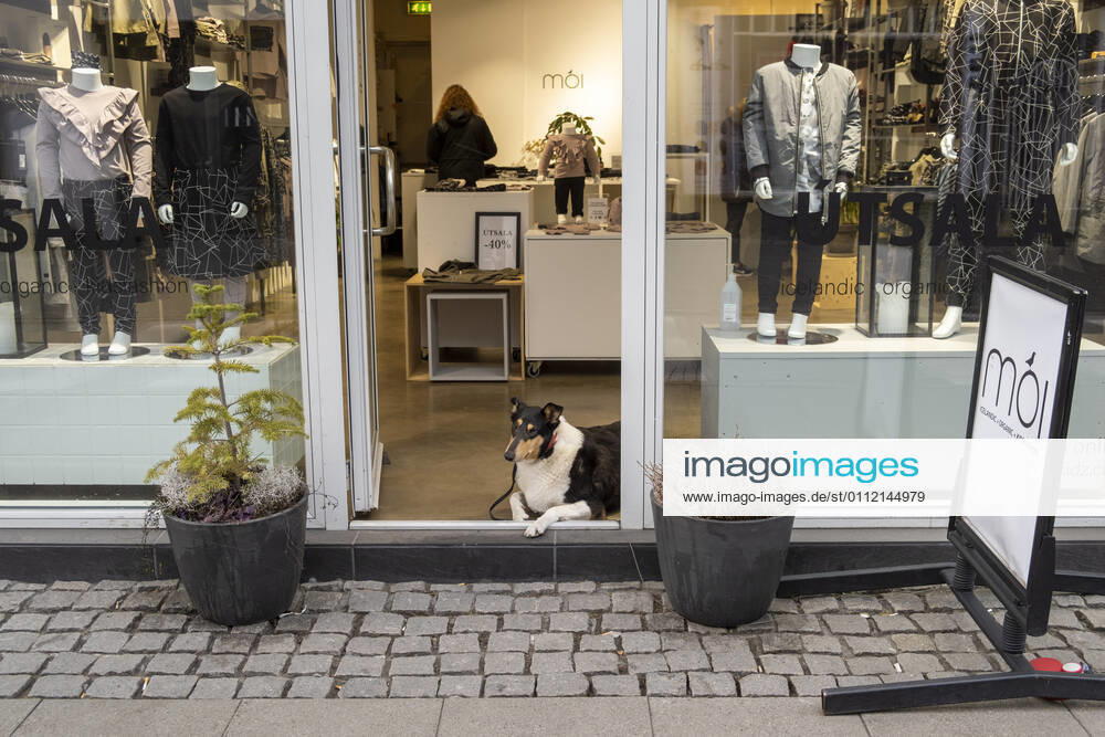 A dog looks out of an empty clothing shop on the otherwise very busy shopping street Laugavegur in Reykjavik Due to the absence of the many tourists, many shops in Reykjavik are struggling with mas
