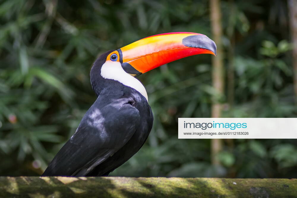 Tucano-toco isolated bird Ramphastos toco close up portrait in the wild Parque das Aves, Brasil - Birds place park in Brazil Toco-Toucan Toucan toucano-toco