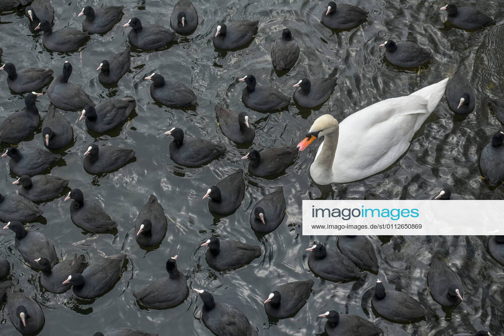 Winter, waterfowl at a waterhole in the ice on the Havel, Eiswerder Island, Haselhorst, Spandau, Berlin, Germany
