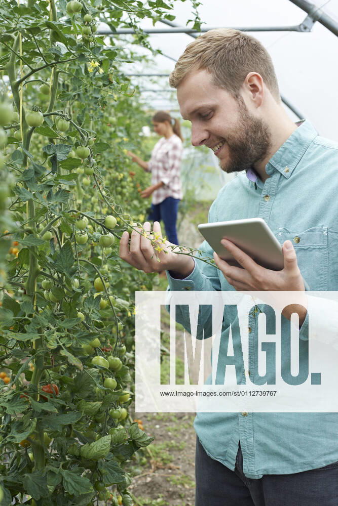 IMAGO Creative: Business, Innovative Technologie-Lösungen Two Scientists In Greenhouse Researching Tomato Crop Using Digital Tablet ,model released, Symbolfoto ,property released