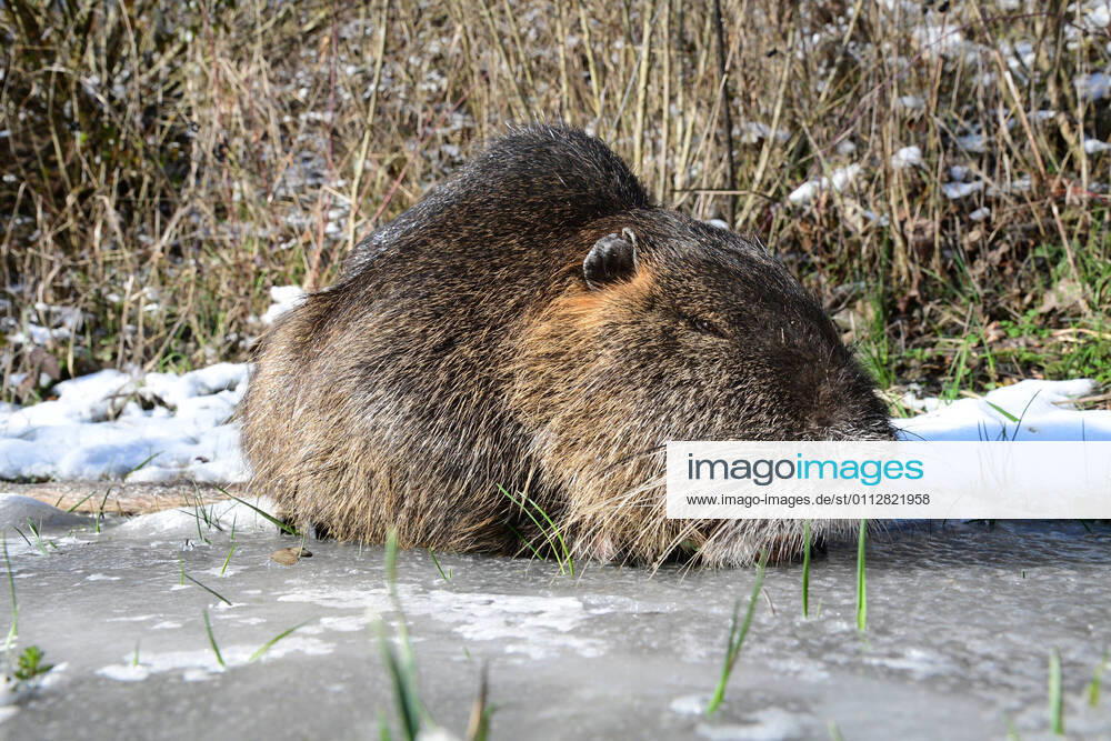 A walker discovers an injured nutria beaver rat on the Saar River at Saarbrückens Osthafen on Friday 12 2 2021 The professional fire department brought the animal to animal rescue bub
