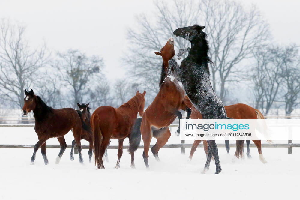 Graditz, Saxony, GER Stallions fencing in winter on a paddock the ranking order Gestuet Graditz horses, snow, species-appropriate, cold, winter, season, paddock, icy, frost, horse husbandry, rise, build up, behavior, horse behavior, ranking order, fight, stallion game, ranking fight, bite, snatch, snowy, wintry 210212D504GRADITZ JPG